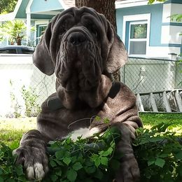 Neapolitan Mastiffs from C.C. Transportation