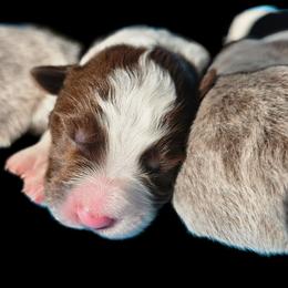 Rush - White and red male Border Collie puppy in Cedar Springs, Michigan from Lyncroft Border Collies