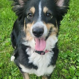 Eevee - Miniature Australian Shepherd