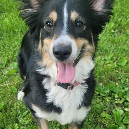 Eevee - Miniature Australian Shepherd
