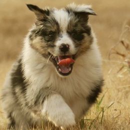 Australian Shepherds, Miniature American Shepherds, and Miniature Australian Shepherds from Afleet Aussies & Jacks