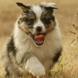 Australian Shepherds, Miniature American Shepherds, and Miniature Australian Shepherds from Afleet Aussies & Jacks