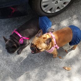 French Bulldog All Grown Up from Fetching Frenchies of SWFL