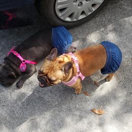 French Bulldog All Grown Up from Fetching Frenchies of SWFL