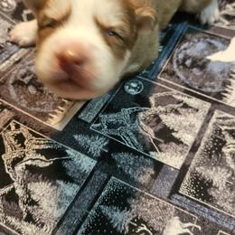 Percy - Red and white male Siberian Husky puppy in Louisville, Kentucky from Wild Hunt Huskies
