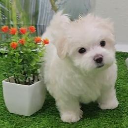 Toby - White and lemon male Maltese puppy in Aurora, Missouri from KnJ Precious Paws LLC