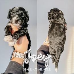 Joey - Black and white male Sheepadoodle puppy in Republic, Missouri from DOOD & Co