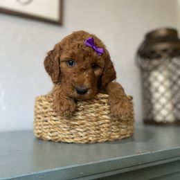 Girl 3 - Red  Goldendoodle puppy in Bradenton, Florida from Doodle Acres