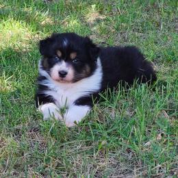Sparkle - Black tri-color female Australian Shepherd puppy in Leavenworth, Kansas from Silverbrook Australian Shepherds