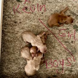 Giselle boy 1 - Golden male Cockapoo puppy in Haines City, Florida from Camic Cockapoos