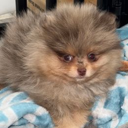 Churro - Chocolate merle Pomeranian puppy in Los Angeles, California from AMAYSING Pups