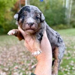 Nightshade - Merle male Bernedoodle puppy in Midland, Michigan from Northern Charm Farm