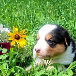 Phyllis Wheatly - Black and white female American Corgi puppy in Gouverneur, New York from St. Lawrence Corgis