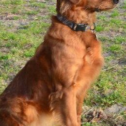 Golden Retrievers from Carolina's Goldcountry  Kennel