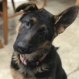 German Shepherd Puppies from Oregon German Shepherds