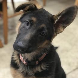 German Shepherd Puppies from Oregon German Shepherds