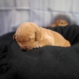 Pickles (Girl green) - Dark golden Golden Retriever puppy in Gainesville, Florida from Heart and Soul Dog Breeding, Inc.