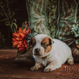 Salem - Red speckled female Australian Cattle Dog puppy in Waxahachie, Texas from MC Heelers