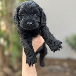 Elo - Black male Cockapoo puppy in Alexandria, Alabama from Bright and Beautiful Cockapoos and Doodles