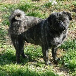 Buster - Pug