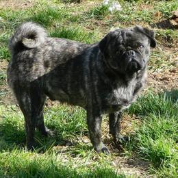 Buster - Pug