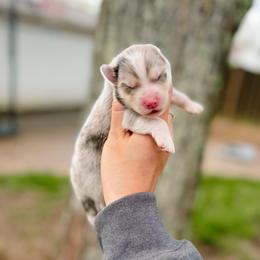 Aster - Merle male Pomsky puppy in Cleveland, Ohio from Lake Point Pomskies