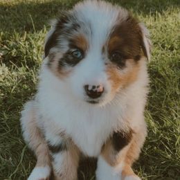 Piper - Blue merle female Australian Shepherd puppy in Lebanon, Oregon from Mt. Hope Aussies