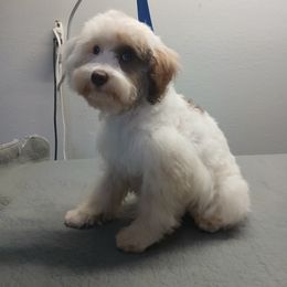Miniature Schnauzer, Poodle, Schnoodle, and Whoodle Puppies from Kaleidoscope Kennels