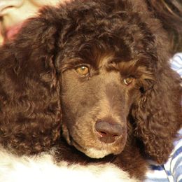 Poodle Puppies from Chapel Hill Poodles