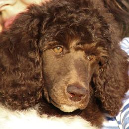 Poodle Puppies from Chapel Hill Poodles