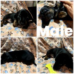 Nolan - Black and tan male Dachshund puppy in Georgia from Wolf Rivers Kennels