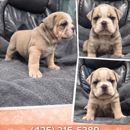 Aspen - Fawn female Bulldog puppy in Marysville, Washington from BulldogWA