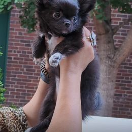 Chihuahua puppies from Maria's Chihuahuas