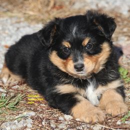 Mando - Miniature American Shepherd puppy from Faithwalk Aussies and Mini American Shepherds