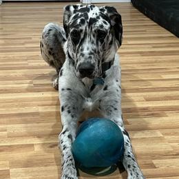 Great Danes from Greene’s Greats