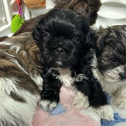 Schroeder - Black and white male Shih Tzu puppy in Springboro, Ohio from Shih Tzus of Springboro LLC.