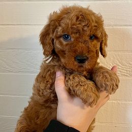 Doc - Goldendoodle puppy from MK Goldendoodles