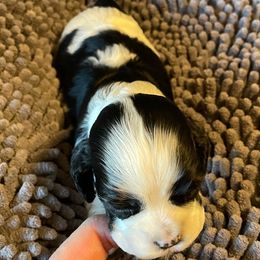 Girl 1 - Black white and tan female Cocker Spaniel puppy in Delphi, Indiana from Benchmark Cockers
