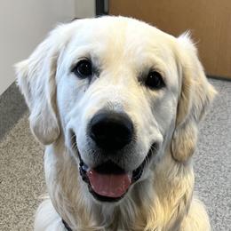 Bo - Golden Retriever