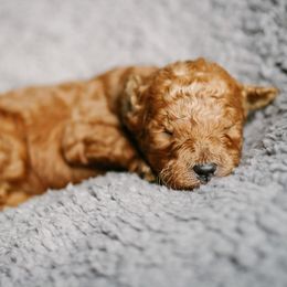 Goldendoodle Puppies from Thompson's Doodle Co.
