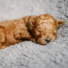 Goldendoodle Puppies from Thompson's Doodle Co.