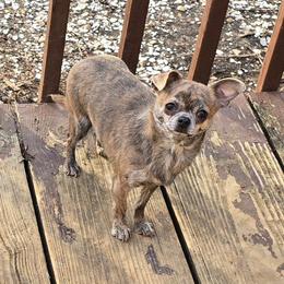 Rosa - Chihuahua