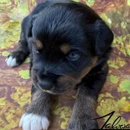 Joy - female Miniature Australian Shepherd puppy in Lumberton, Mississippi from Talowah Aussies