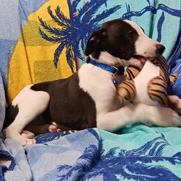 Boy 3 - Whippet puppy from Tigger’s Whippets