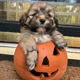 Hudson - Golden male Lhasa Apso puppy in Albany, Georgia from Clark's Lhasas