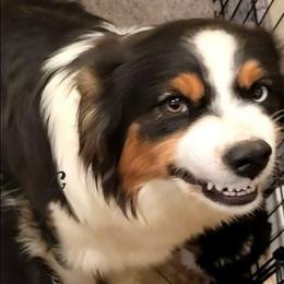 Lady - Black tri-color female Australian Shepherd puppy in Waddell, Arizona from Winsome Aussies