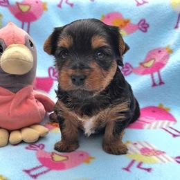 Girl 2 - Black and gold female Yorkshire Terrier puppy in Plainwell, Michigan from Preuss Puppies