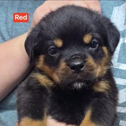 Puppy 4 - Black and mahogany male Rottweiler puppy in Hamburg, New York from World Class Rottweilers And French bulldogs