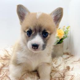 Bluey - Red female Pembroke Welsh Corgi puppy in Goldthwaite, Texas from Everlove Pembroke Welsh Corgis