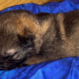 German Shepherds from CzechDDR